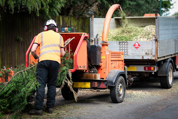 Best Storm Damage Tree Cleanup  in USA